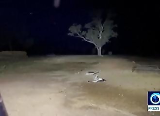 Une ferme infestée par des milliers de souris (Australie)