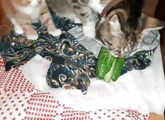 Cette chatte adore manger du concombre !