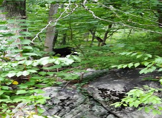 New Jersey : un homme et son chien font fuir un ours