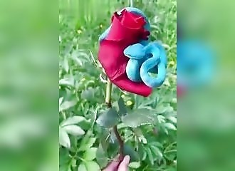 Une vipère bleue sur une rose rouge