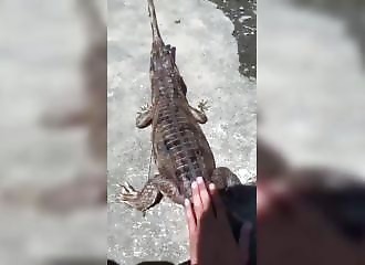 He strokes a gharial (a type of crocodile) and is instantly bitten