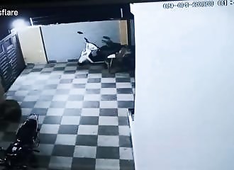 Un léopard saute par-dessus une clôture pour attaquer un chien (Inde)