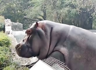 Un hippopotame tente de sortir de son enclos, le gardien lui met des baffes