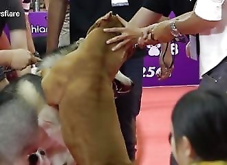 Un pitbull attaque un husky sibérien lors d’un salon d’exposition (Thaïlande)