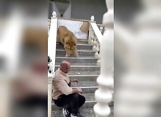 Un lion apprivoisé attaque un homme