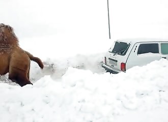 Russie : un chameau pour tracter une voiture coincée dans la neige