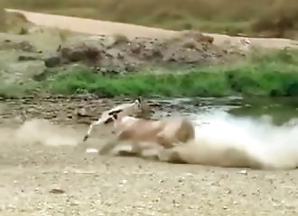 Une lionne se fait humilier par une gazelle