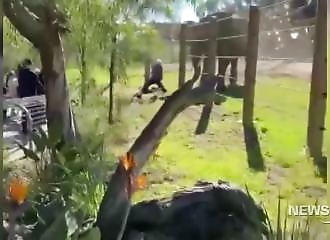 Sa fille dans les bras, il s’aventure dans l’enclos d’un éléphant (Californie)