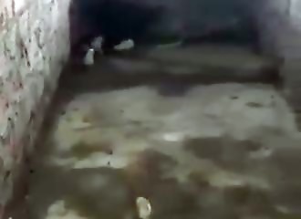 Pour protéger ses petits, une poule affronte un cobra royal