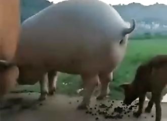 Un cochon donne à manger à un chiot affamé