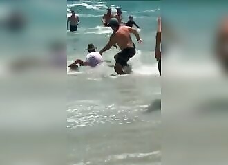 Swimmers are attacked by a seal at the beach