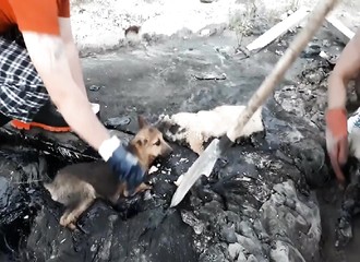 Russie : des bénévoles sauvent trois chiots pris au piège dans du goudron