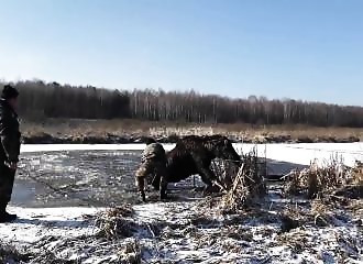 Tombé dans une mare gelée, un élan est sauvé de justesse (Biélorussie)