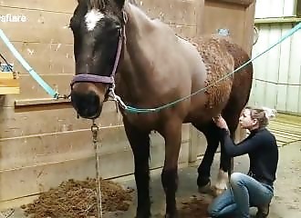 4 heures pour tondre un cheval atteint par le syndrome de Cushing