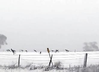 Australie : quand des kangourous se retrouvent sous la neige