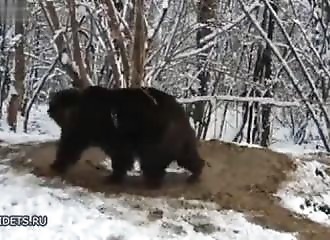 Après 20 ans de captivité, cet ours relâché dans la nature se croit toujours en cage