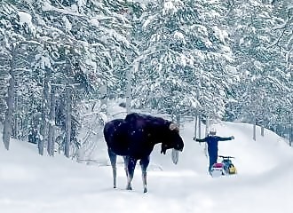 A snowmobiler is attacked by a moose 