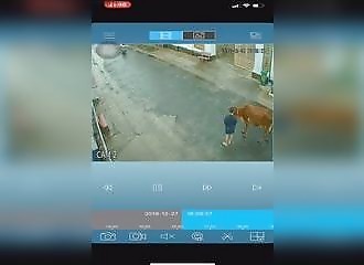 Une femme croit être l’amie d’une vache et se trompe violemment !