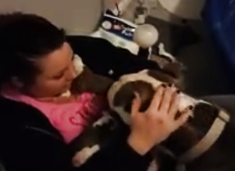 Cette chienne pitbull a tellement confiance en la femme qui l’a sauvé, qu’elle lui confie ses petits