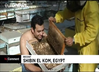 Un apiculteur cultive une barbe d'abeilles pour sensibiliser le public sur l’avenir des insectes (Égypte)