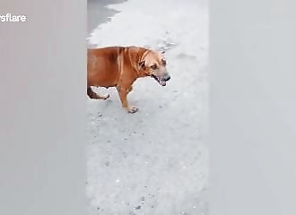 Pour attirer l’attention, ce chien errant fait croire qu'il a perdu l'usage de ses pattes arrière (Thaïlande)