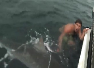 Un baigneur imprudent manque de finir dans le ventre d’un requin
