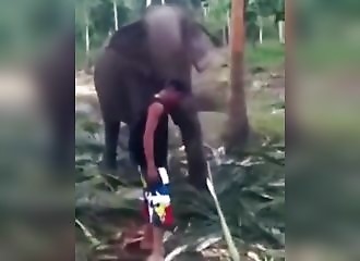 Cet éléphant en a marre des touristes