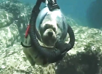 Grâce à son équipement spécial, ce chien peut désormais faire de la plongée