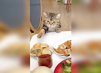 A hungry, ill-behaved cat tries to steal food from the table