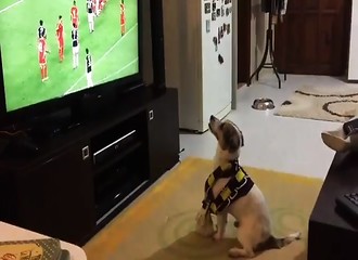 Un chien prend un plaisir fou à supporter son équipe lors d’un match de football