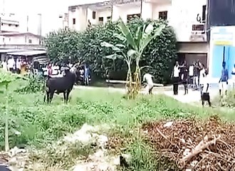 Un zébu sème la panique dans un quartier d’Abidjan (Côte d’Ivoire)
