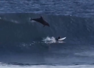 Ce jeune surfeur fait une rencontre pour le moins improbable avec un surfeur