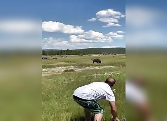 Coursée par un bison, une femme voit sa vie défilée sous ses yeux (États-Unis)