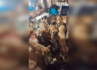 Horrifying animal neglect in Walsall