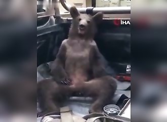 Cet ourson est complètement shooté après avoir mangé du miel hallucinogène