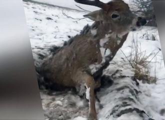 Canada : un cerf transformé en statue par le froid