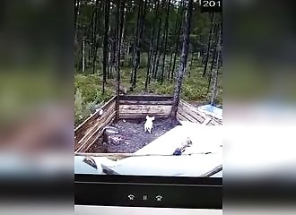 Une famille d’ours épargne un porcelet et s’intéresse plutôt à ses gamelles