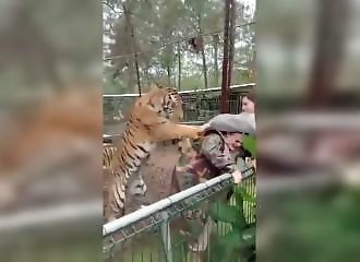 a vet seriously injured by a tiger in a mexico park