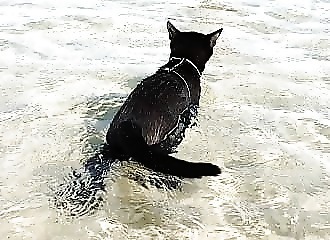 Un chat qui adore la mer, une première !