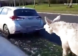 Animal hero saves donkey dragged by car in Ireland