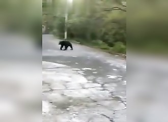Mexique : un ours sauvage se met sur ses pattes arrière et fait une tape dans le dos d’une femme