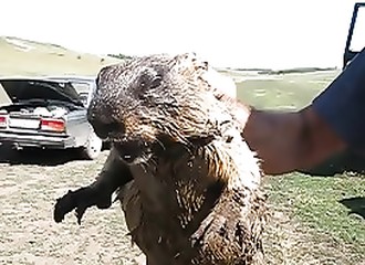 Le cri de cette marmotte ne manquera pas de vous faire rigoler