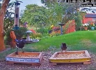 Un oiseau tombe sur une racaille à la mangeoire (et meurt)