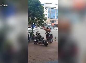 Un taureau agressif abattu par la police chinoise