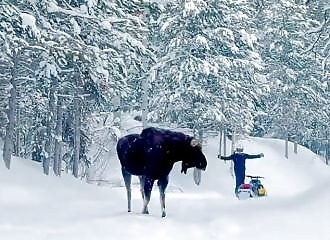 A snowmobiler is attacked by a moose 