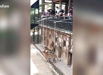 Dans ce zoo chinois, les visiteurs peuvent s’amuser avec des tigres…