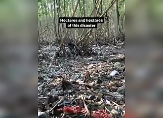 They clean a mangrove full of garbage in Bali