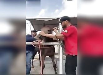 Un cheval s’énerve et mord la main d’un homme