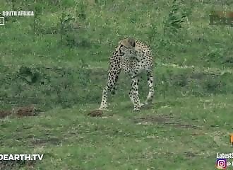Un guépard se fait tuer par un crocodile (Afrique du Sud)
