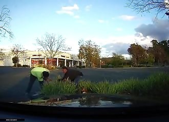 Un pitbull déchiquette la main d’un passant innocent (États-Unis)